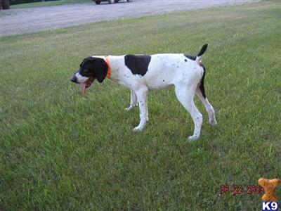 Dogs - German Shorthaired Pointer